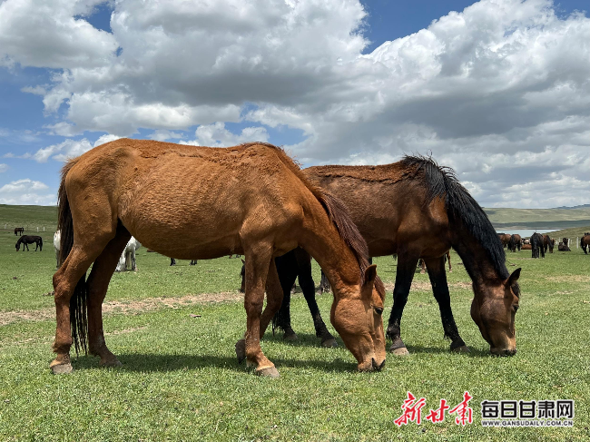 bob电竞【2022生态环保行】 山丹马场“生态+”文章越做越漂亮(图2)